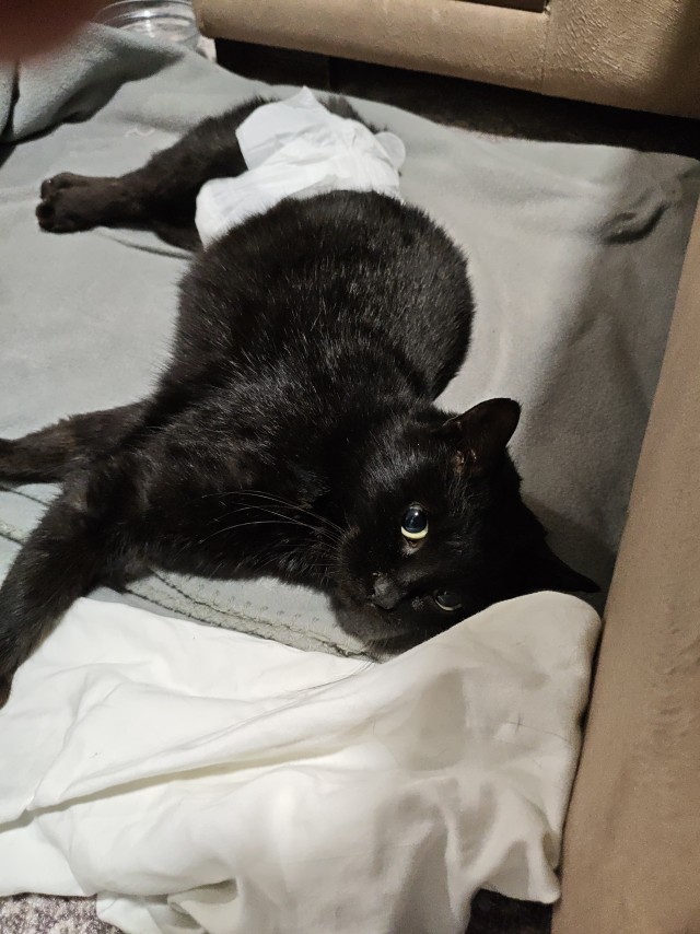 Черные котики не умирают первого января!