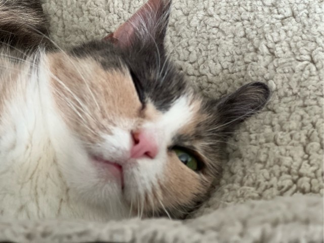 Привет, котовторник.