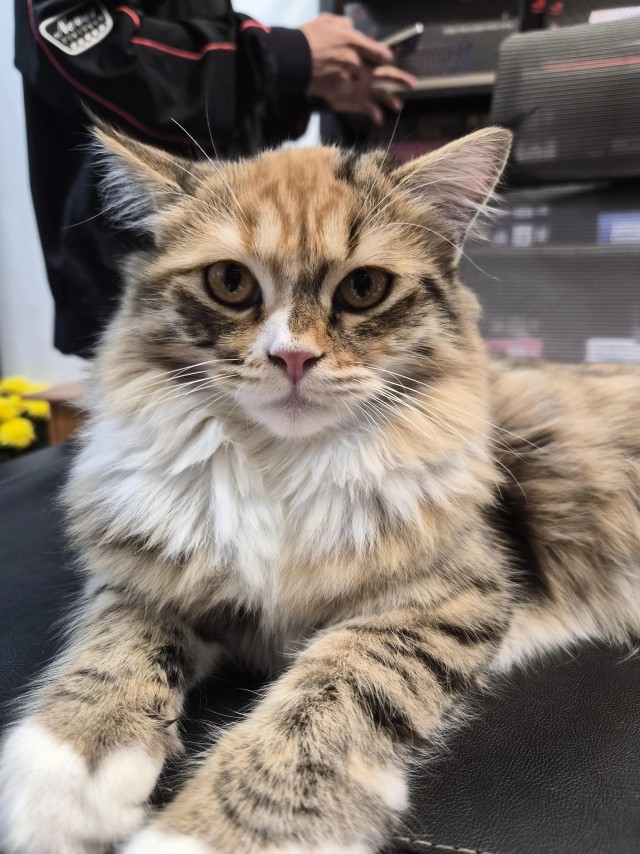 Рандомных фото котов тред