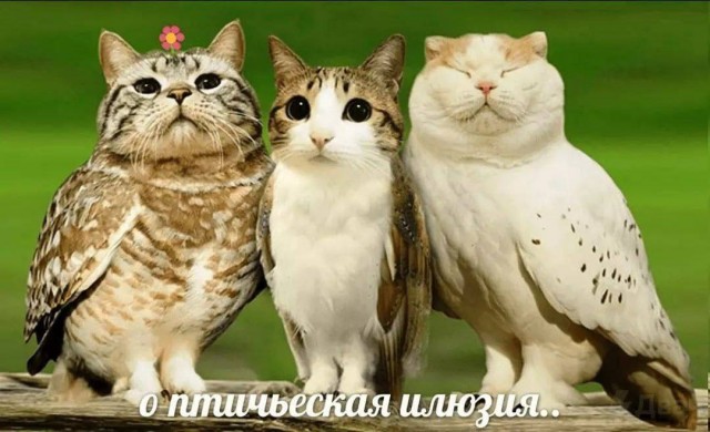 Картинки для деградации 149 (разной степени свежести)