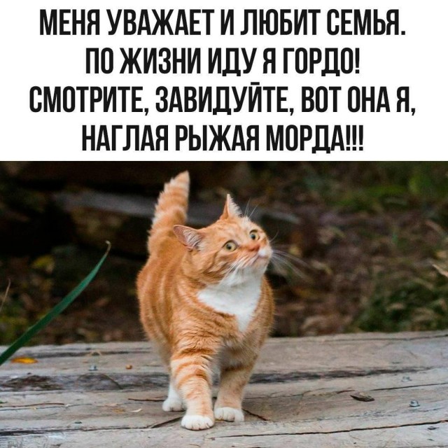 Рыжий, пока маленький