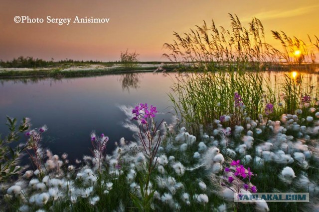 Красота! Лето на Ямале. Фото