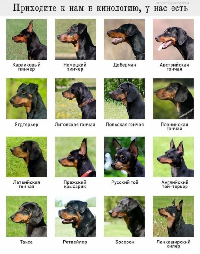 Веселые картинки в пятницу (28.08)