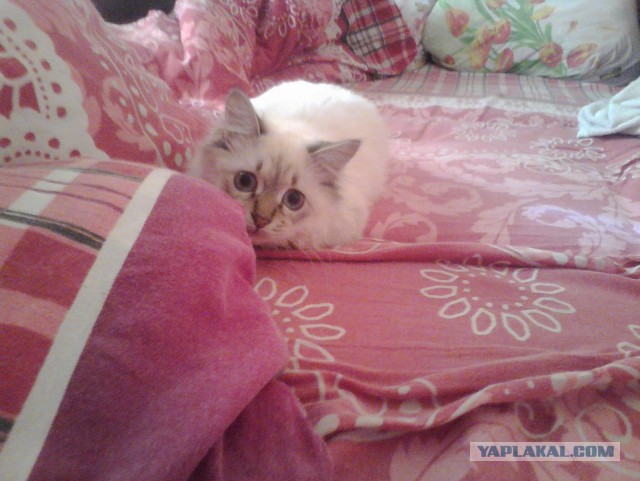 Котовторник  05.11.2013