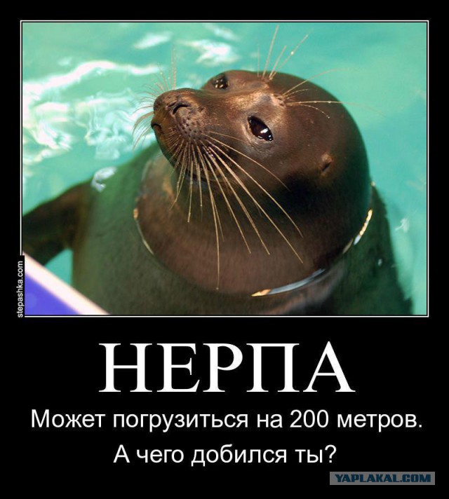 Сирийская девочка