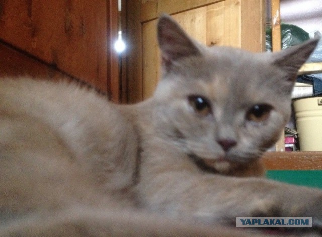 Котовторник 20.05.2014