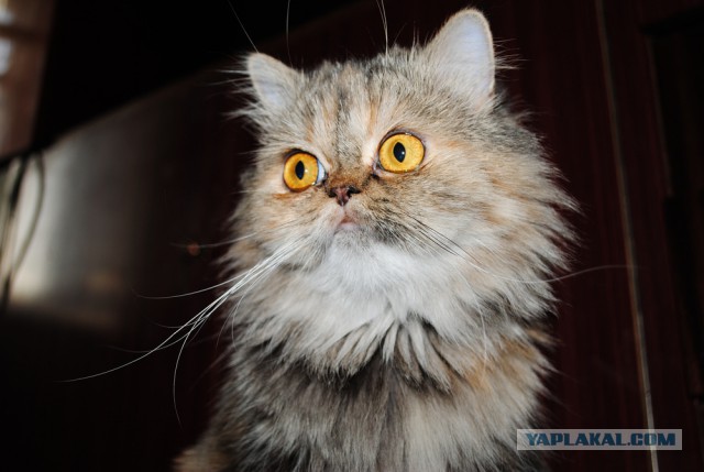 Котовторник 22.07.14