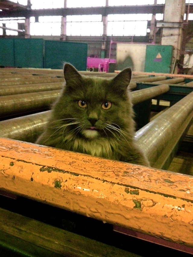 Котовторник 25.11.2014
