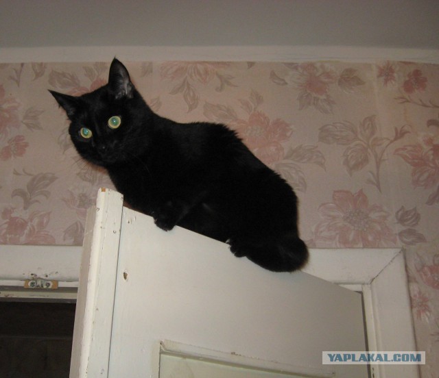 Котовторник