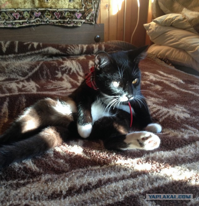 Котовторник