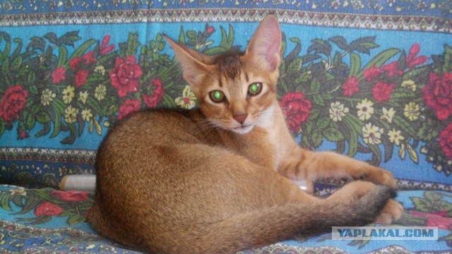 Котовторник 24.03.2015