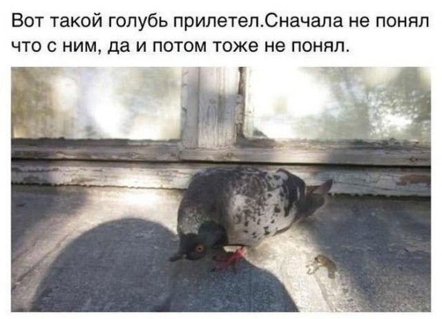 Веселые картинки на пятницу