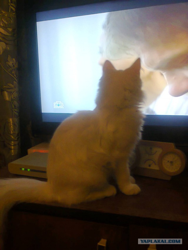 Прикольные коты