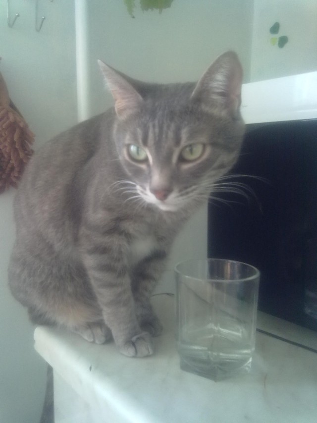 Котовторник 29-09-2015,