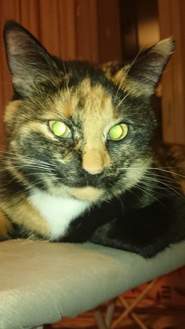 Котовторник 13.10.2015