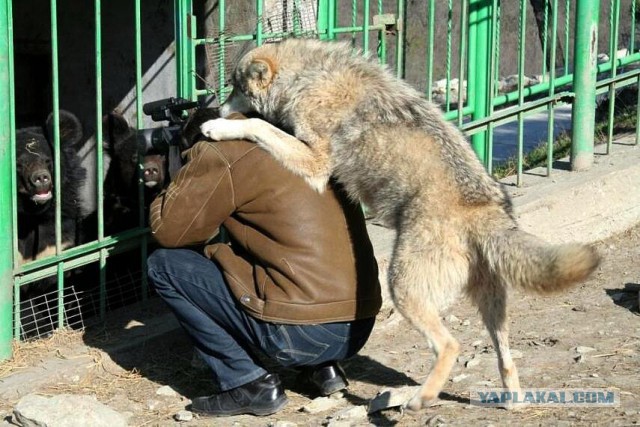 Позитива пост. Собакены и Котены.