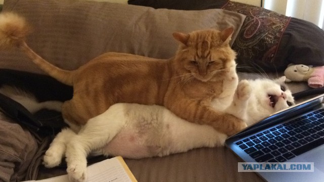 Котовторник