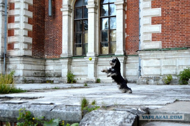 Собакочетверг же, ау!