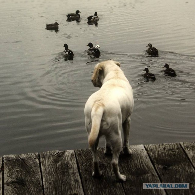 Собакочетверг