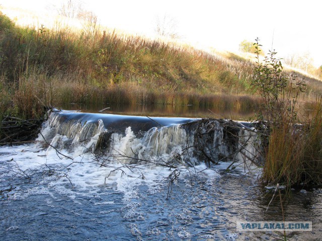 Веппский край, Южная тайга