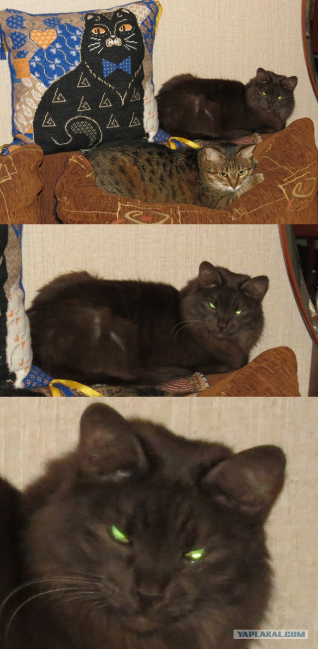 Котовторник 26.01.2016