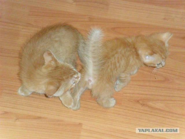 Котовторник 03.05.2016