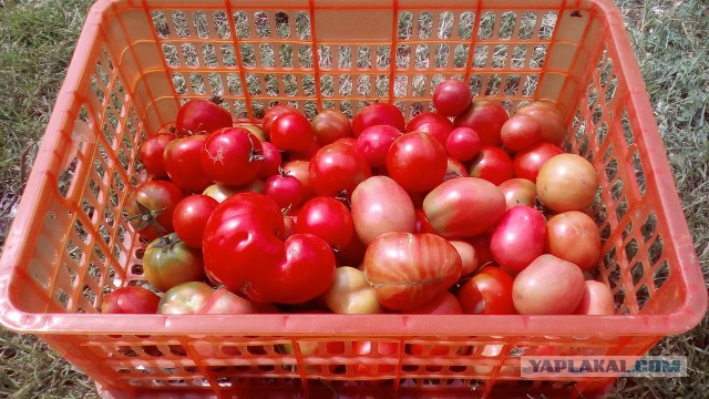 Картошка в мешках. Что из этого вышло