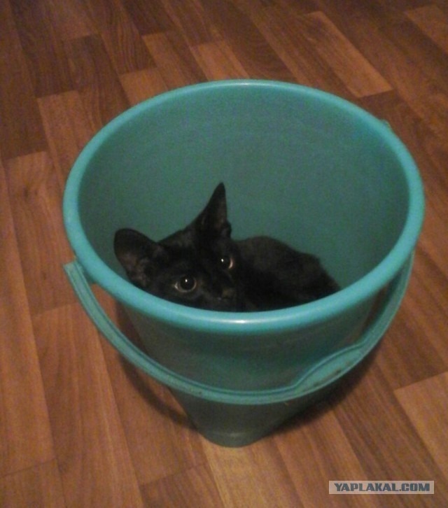 Котовторник 09.08.2016