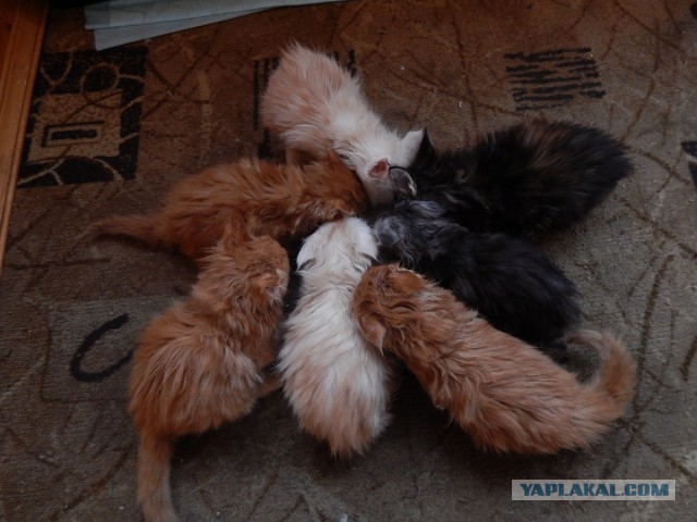 Котовторник 07.02.2017