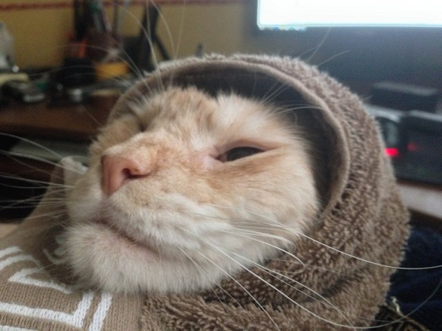 Котовторник 14.03.2017