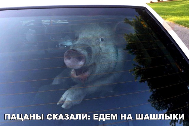 Веселые картинки из-за бугра