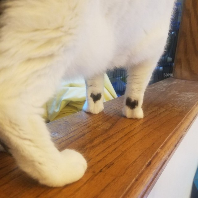 Коты и Кошки