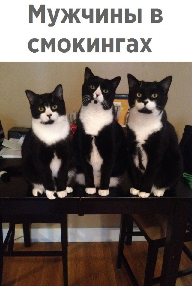 Коты и Кошки