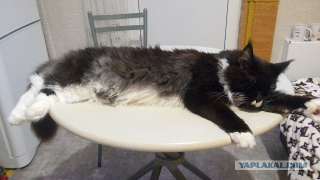 Котовторник