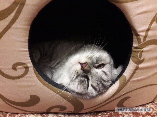Котовторник!
