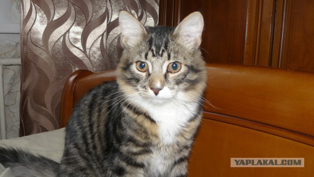 Котовторник  13.02.2018