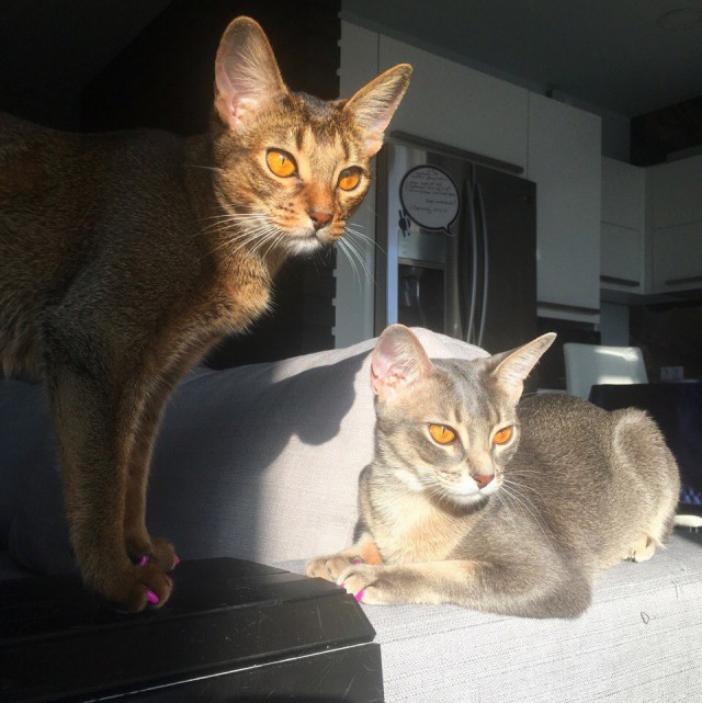 Прикольных котов пост