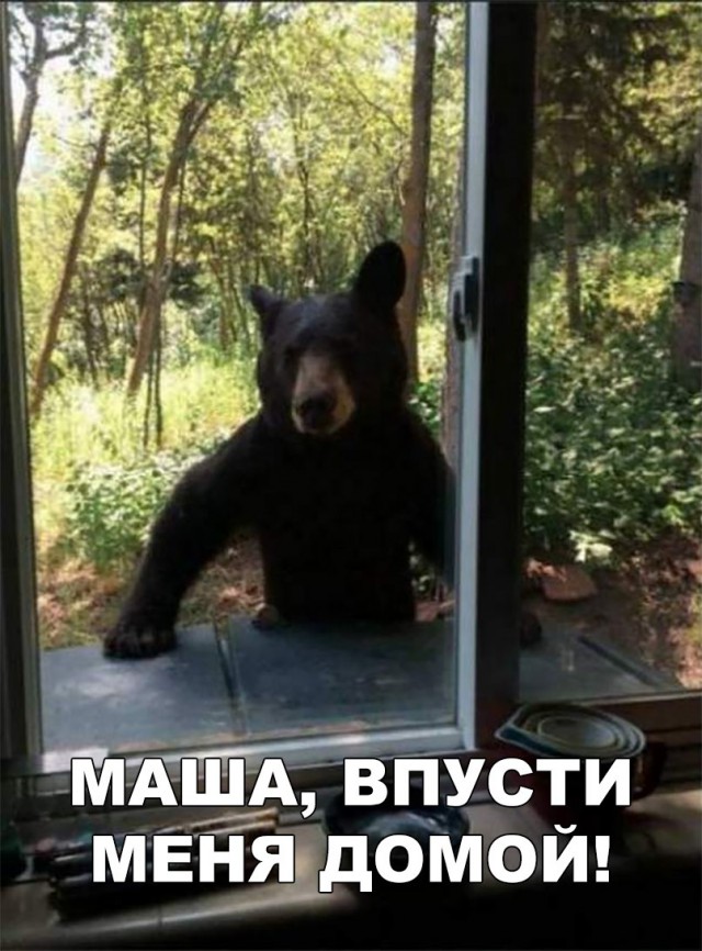 Приколы в картинках или прикольные картинки?