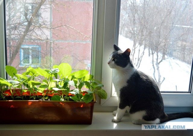 Котовторник