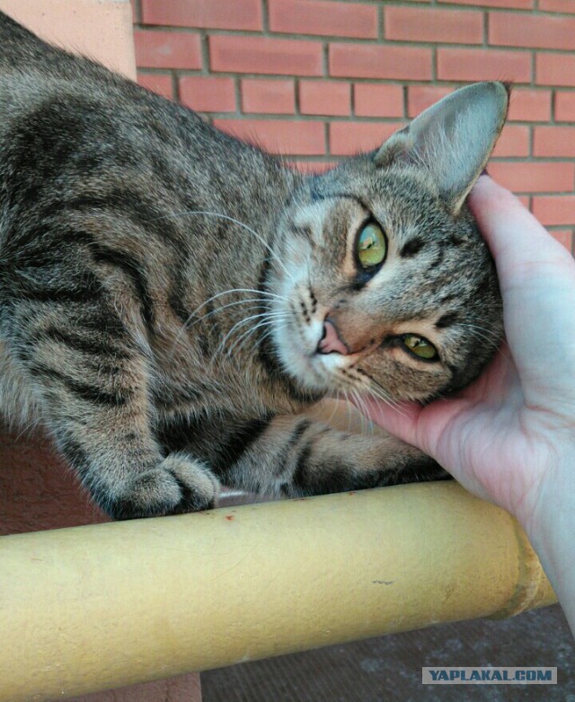 Котовторник 29.5.18