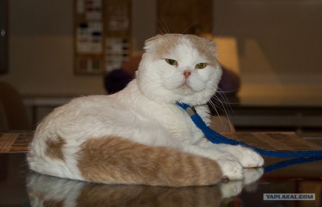 Котовторник на ЯПлакалъ 08.07.2008