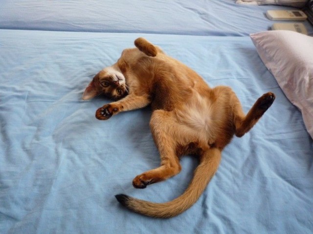 Уррааа! Котовторник на ЯПлакалъ!