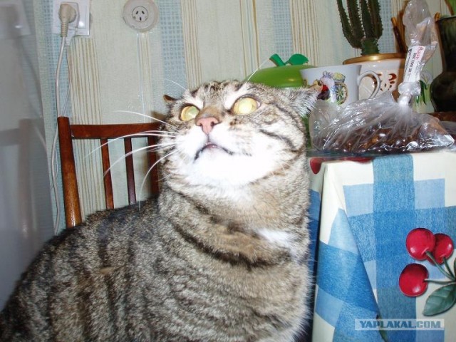 Кошак в шоке