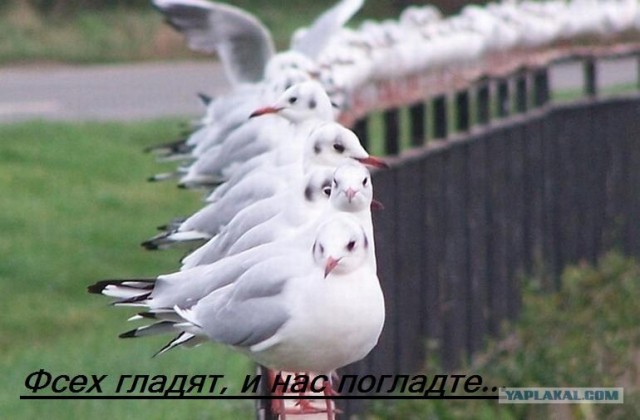 А может все-таки погладим?
