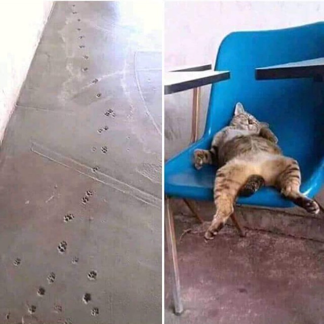 Прикольных котов пост
