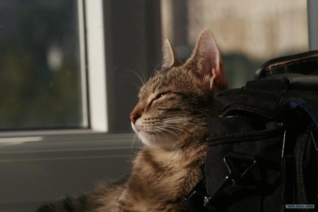 А как же котовторник?