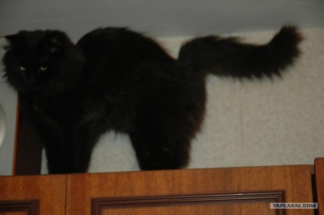 Котовторник: начало