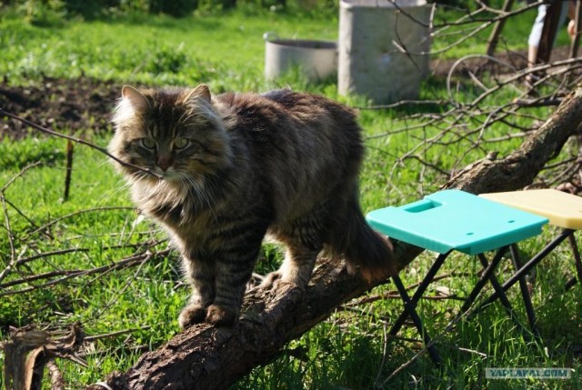 Эпический Котовторник!