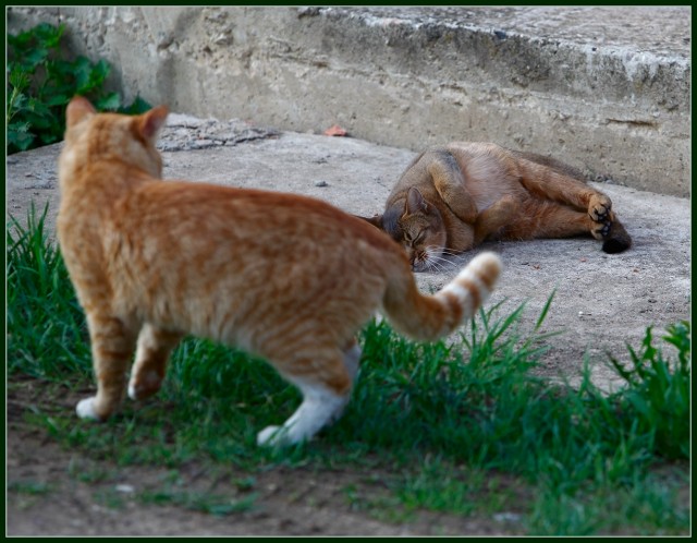 Котовторник