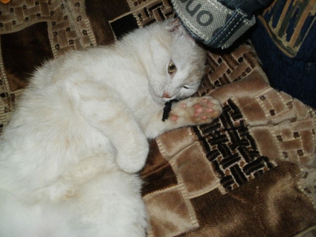Котовторник 1.11.11